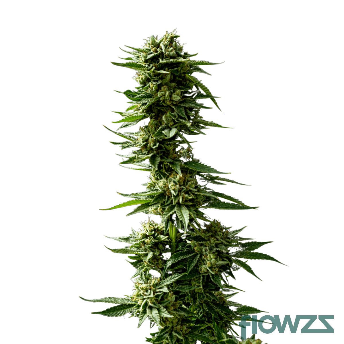 scoop-of-chem-early-orange-strain