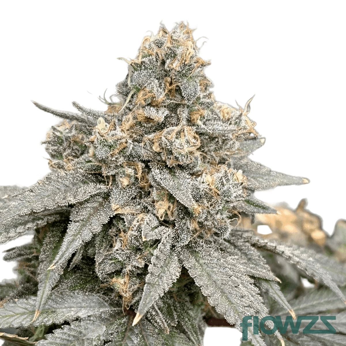 flawless-victory-cannabis-strain