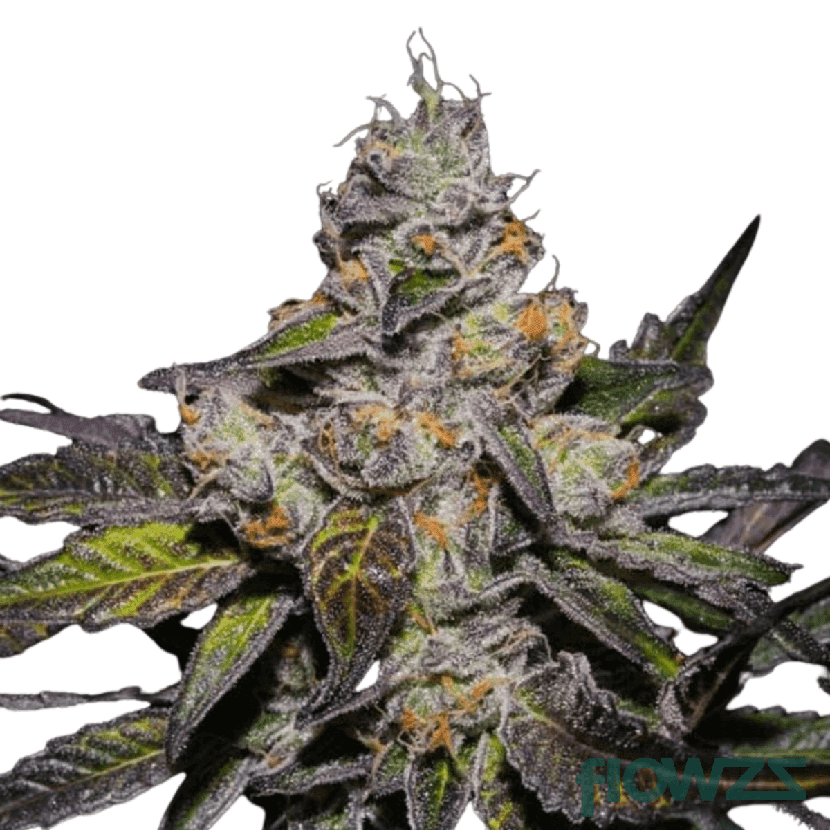 Peanut-butter-breath-strain