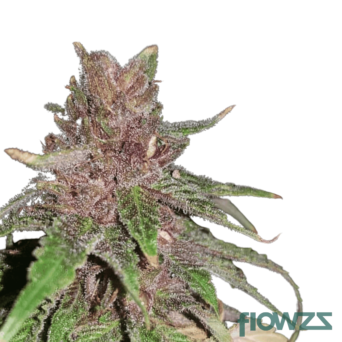 black-russian-cannabis-strain