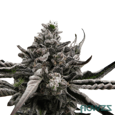 permanent-marker-cannabis-strain