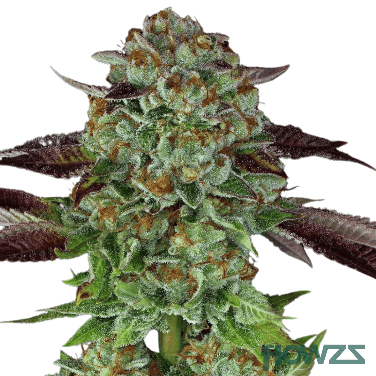 biscotti-mintz-cannabis-strain