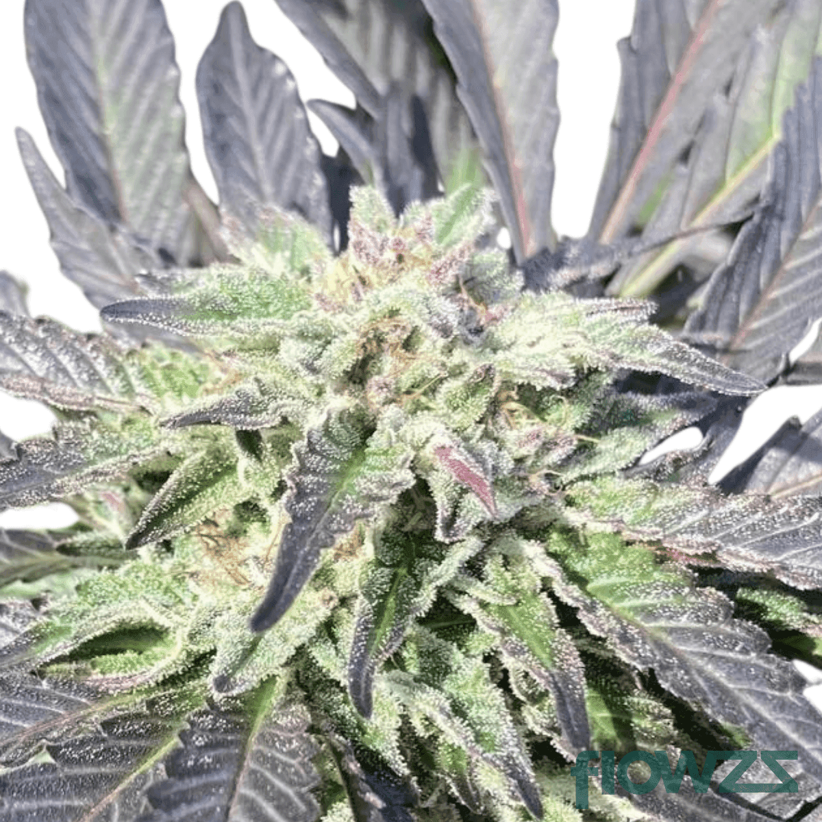 garlic-chem-cannabis-strain