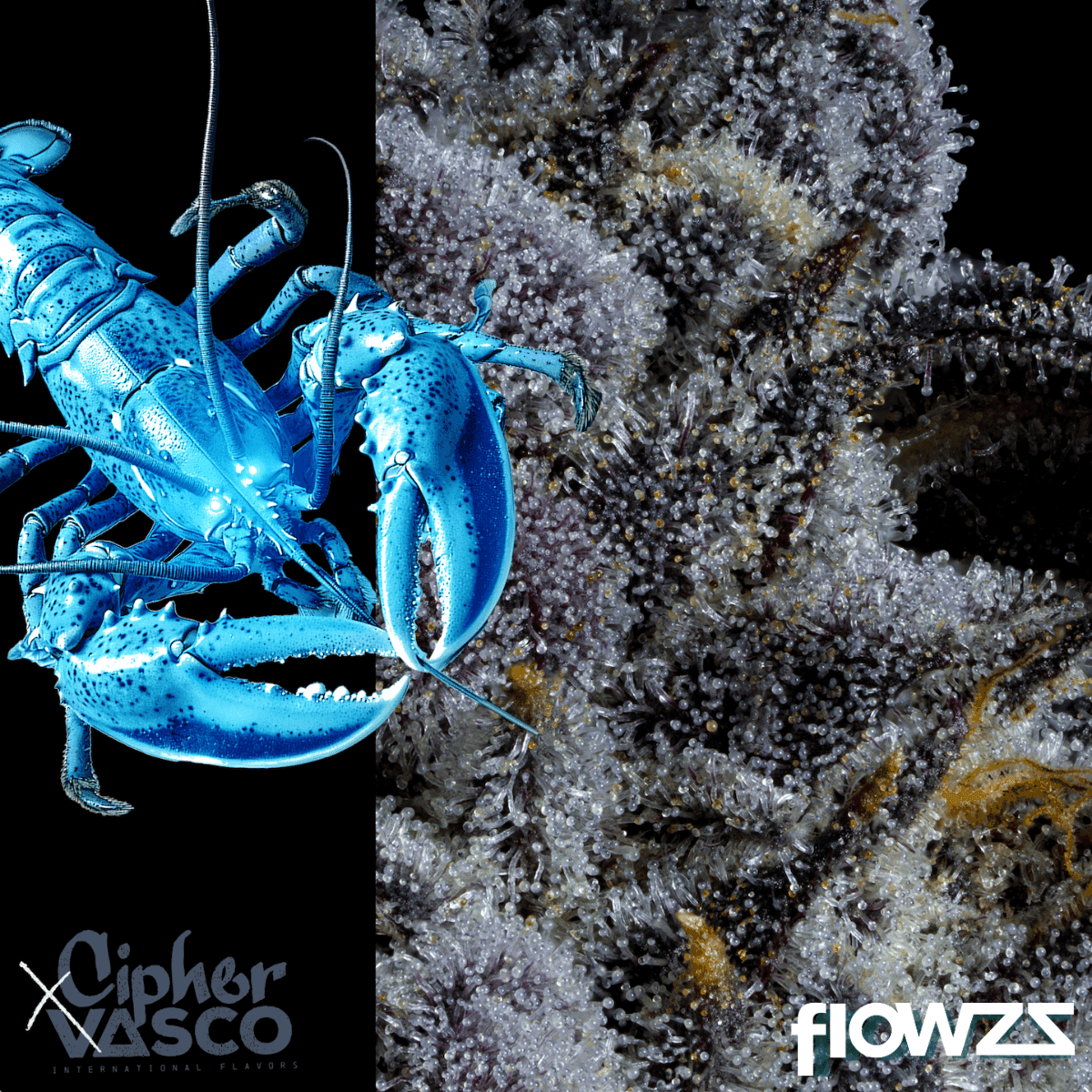 vasco-x-cipher-bl-blue-lobster