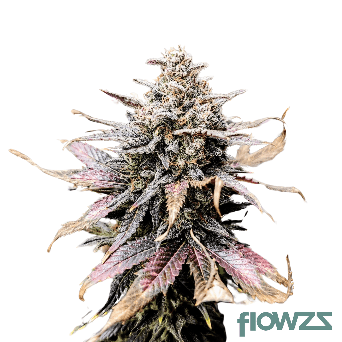 mimosa-cannabis-strain