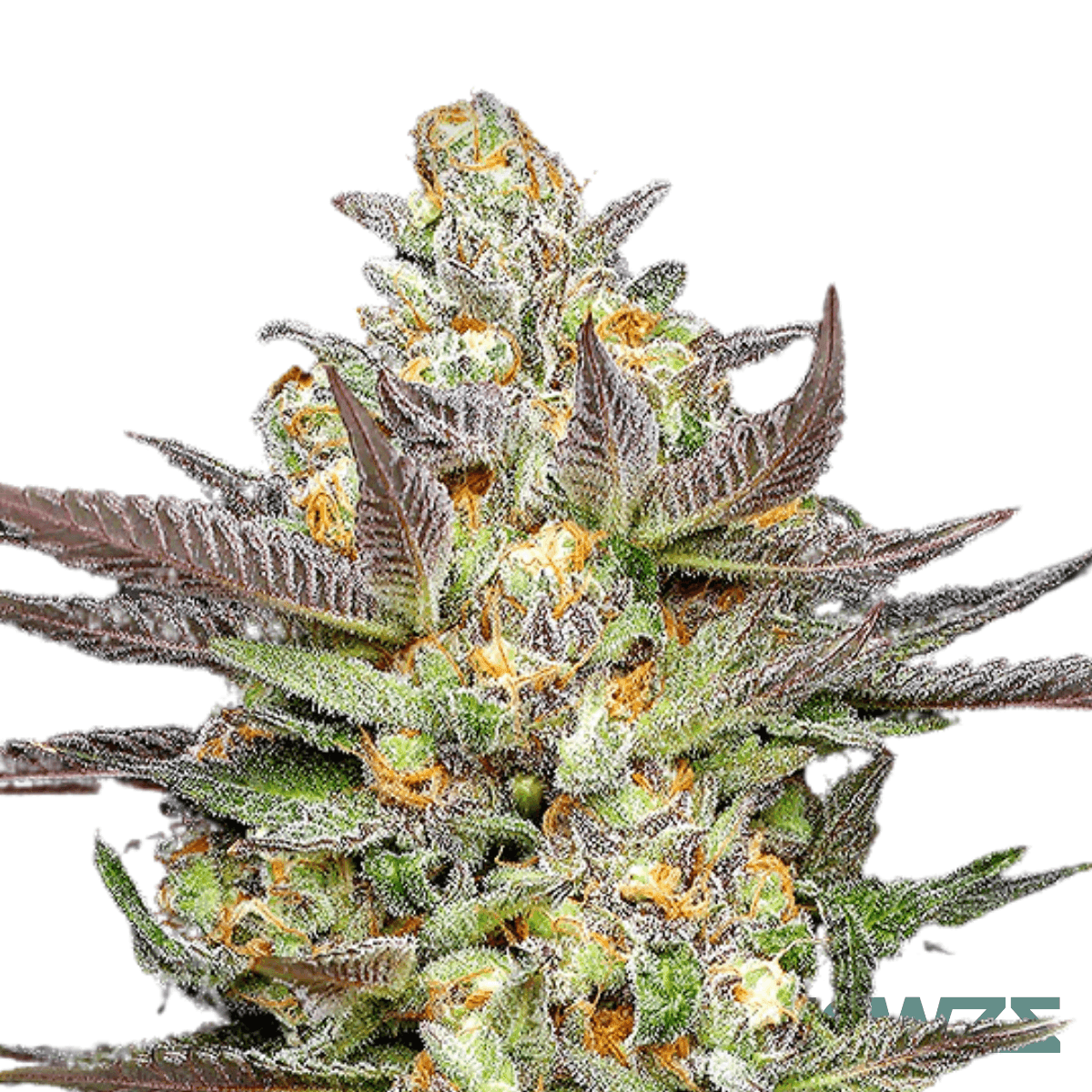 jelly-mints-cannabis-strain