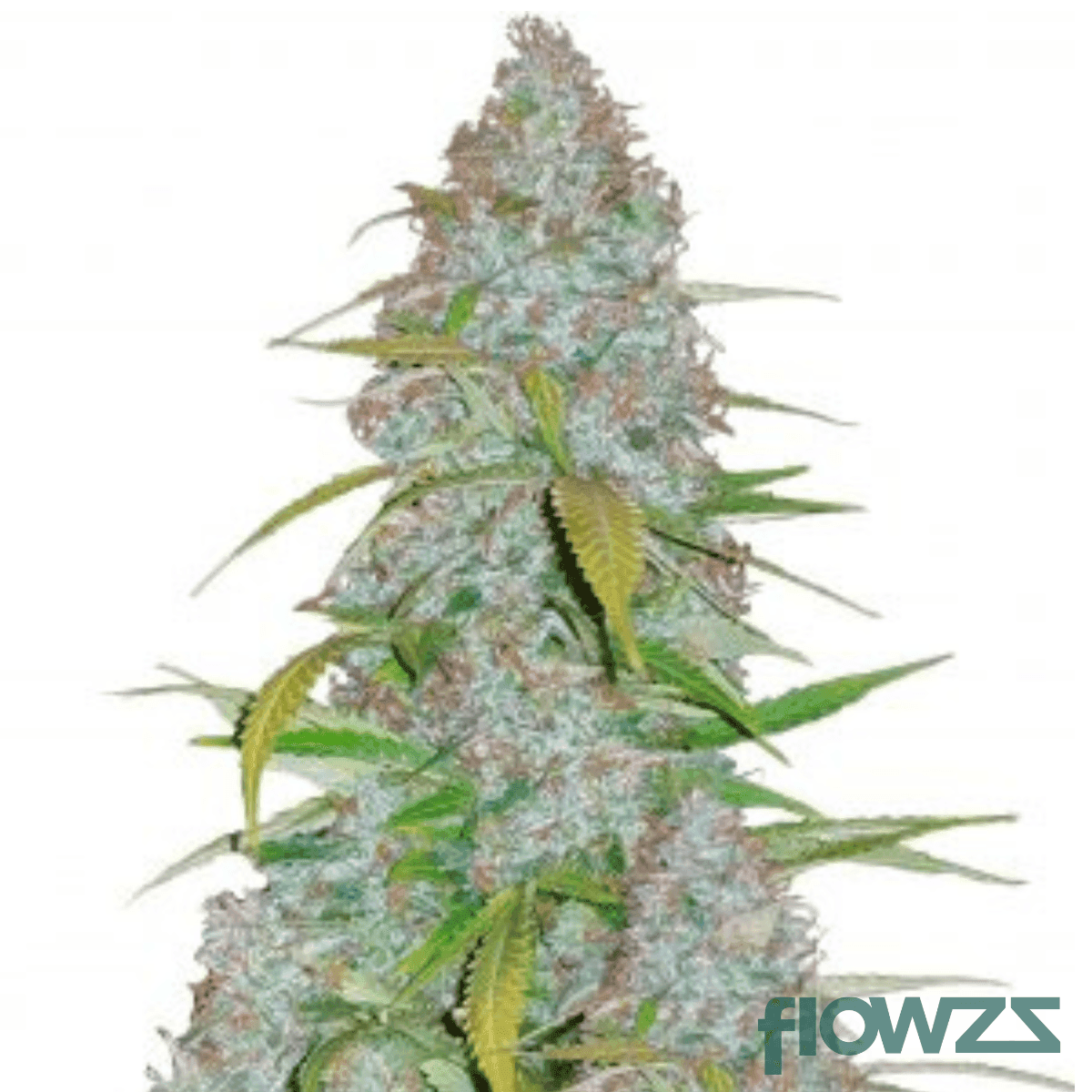 Hawaiian-Rain-x-permanent-Marker-strain