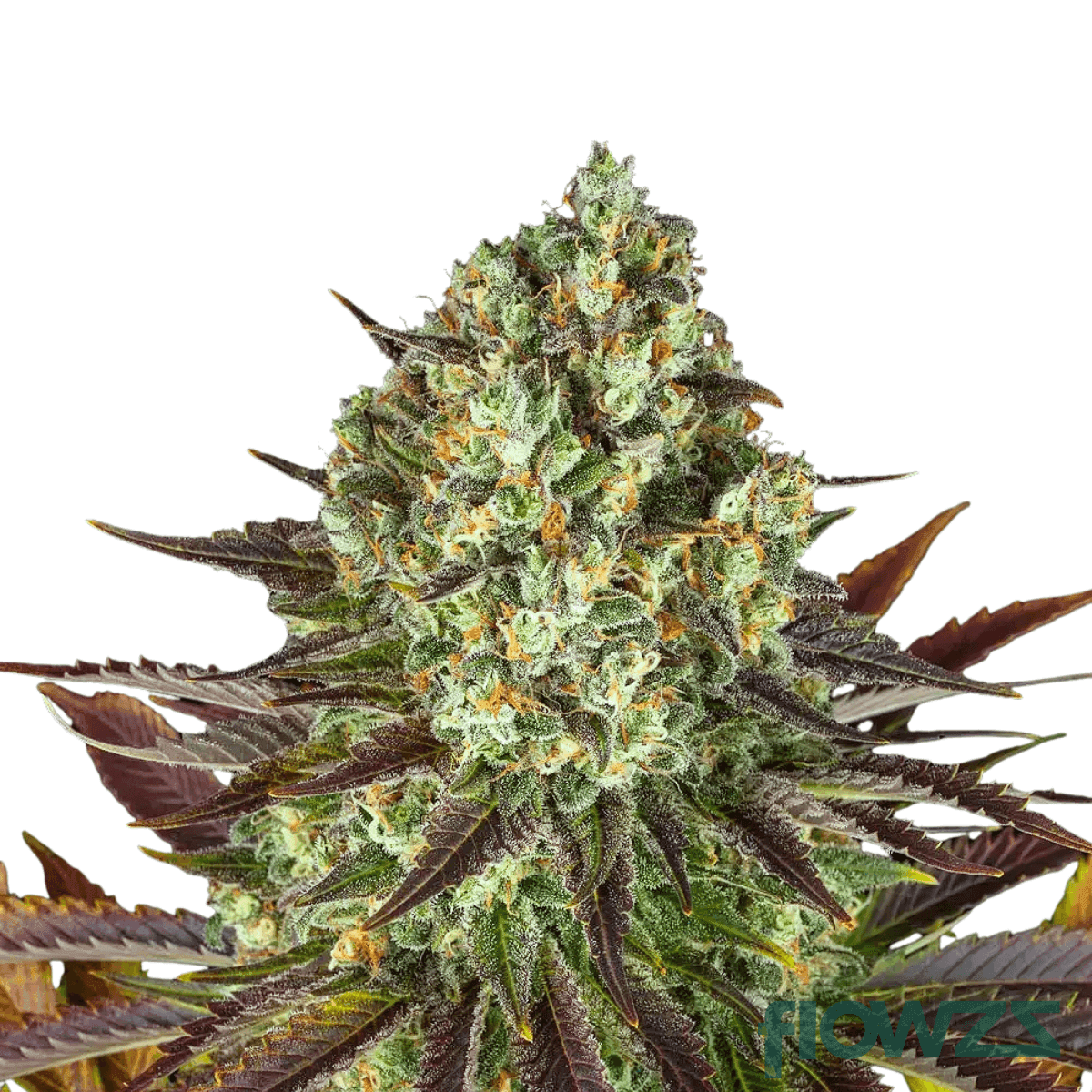 biscotti-cannabis-strain