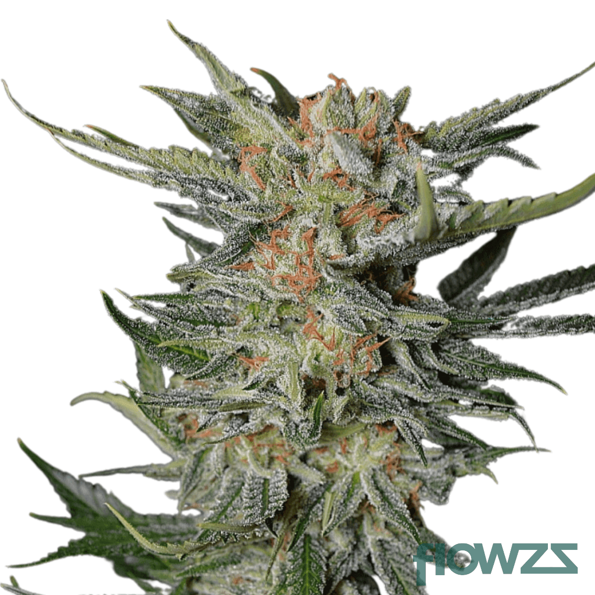 dougs-varin-cannabis-strain