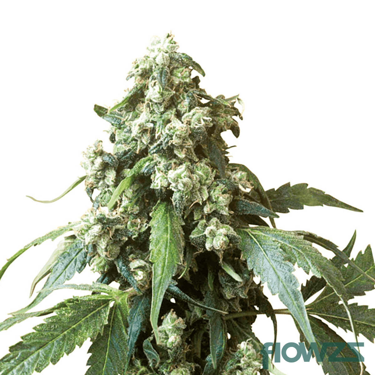 jack-flash-cannabis-strain