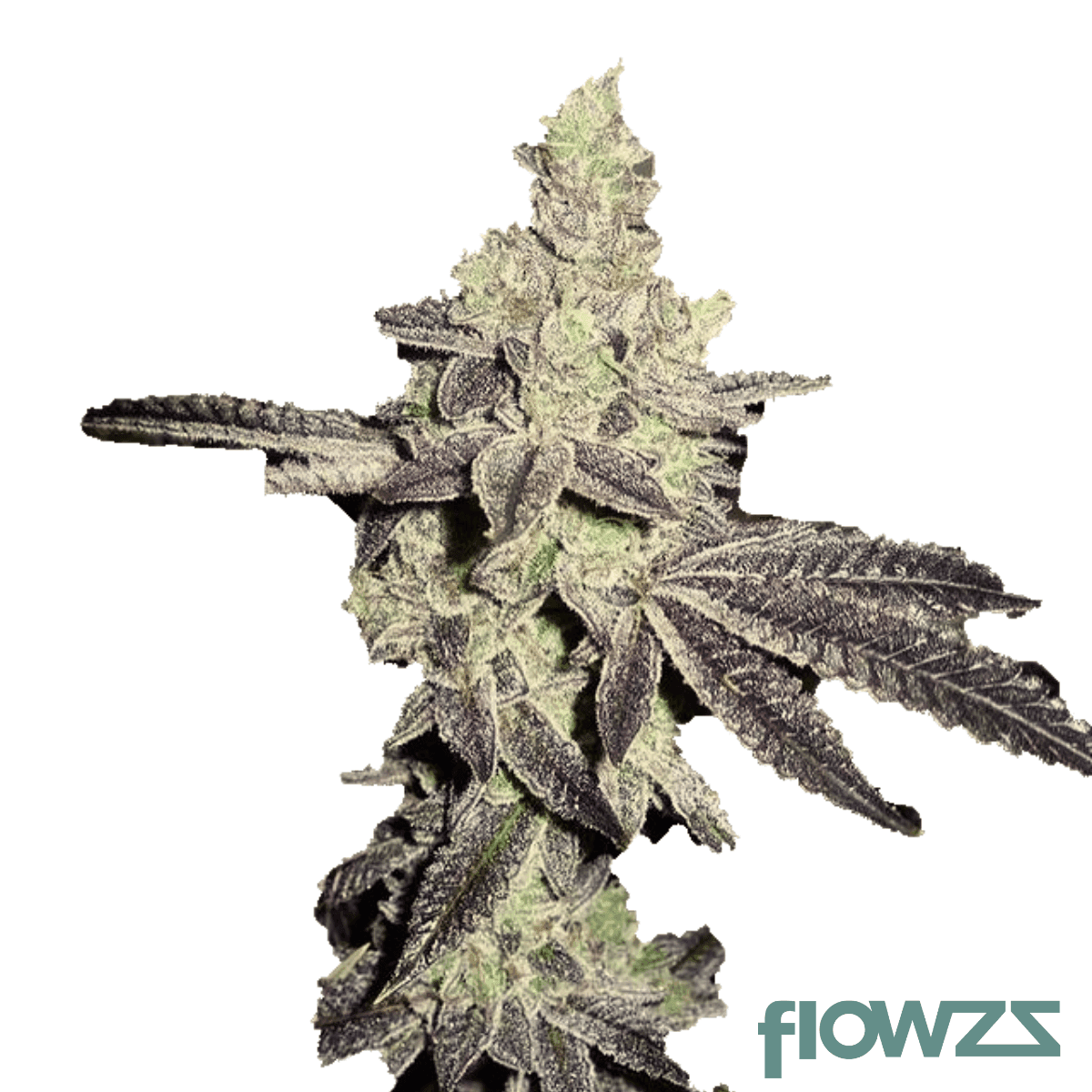 cherry-cookies-cannabis-strain