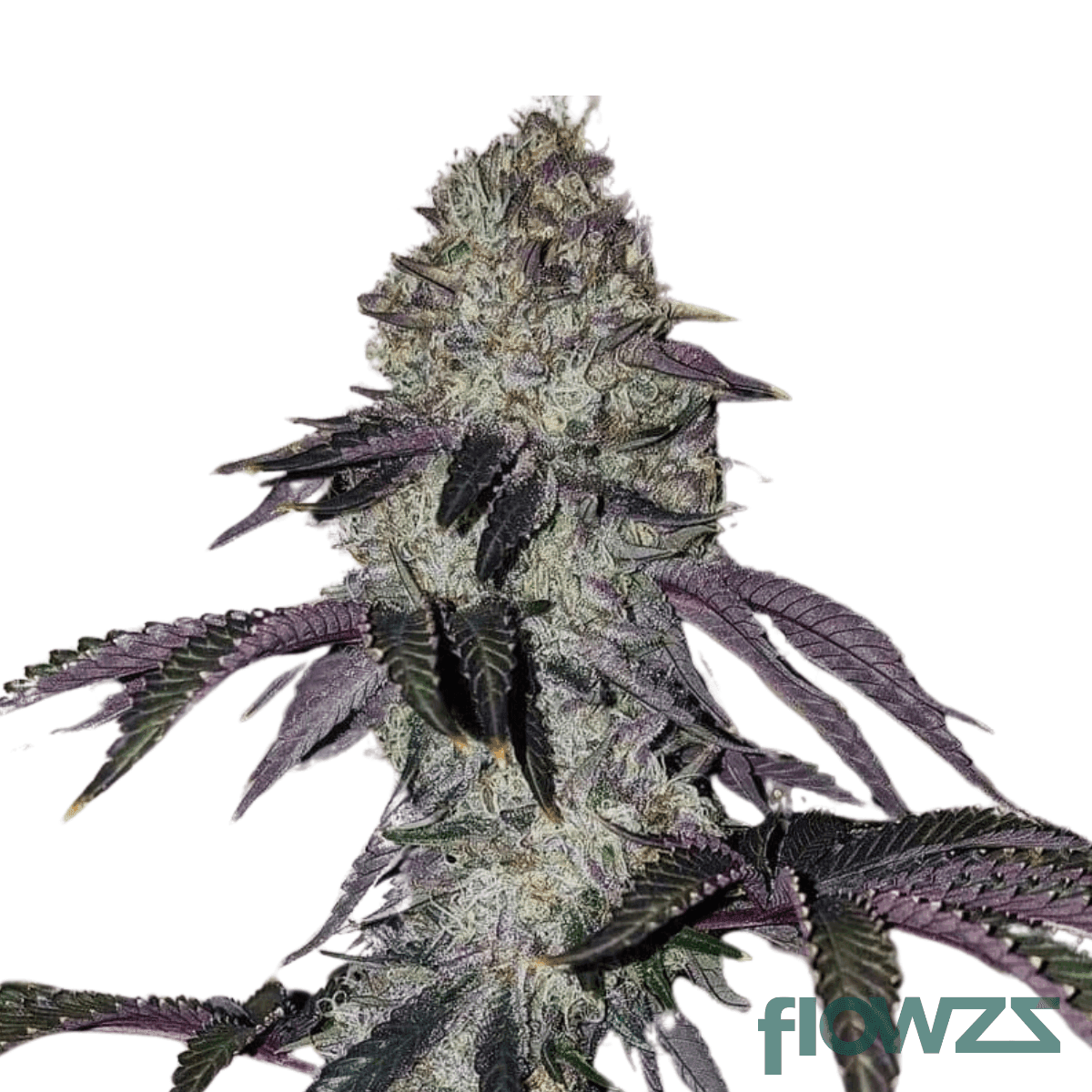big-purple-dragon-cannabis-strain