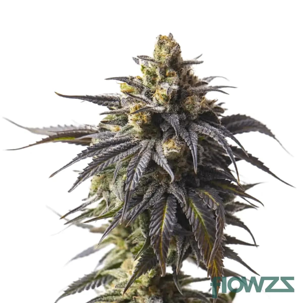 triangle-mints-cannabis-strain