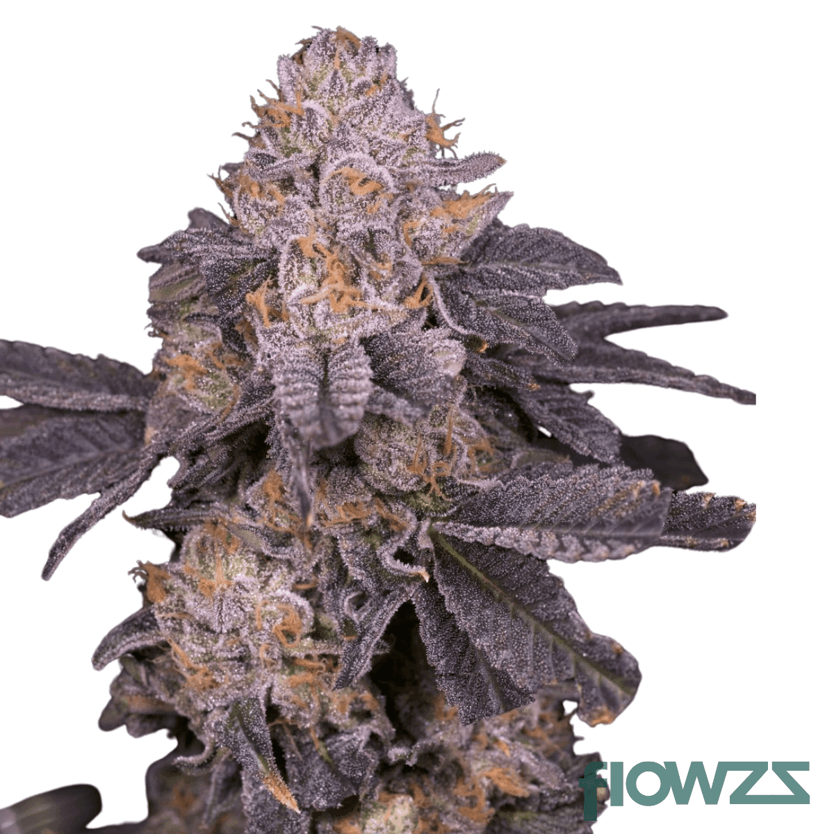 purple-octane-cannabis-strain