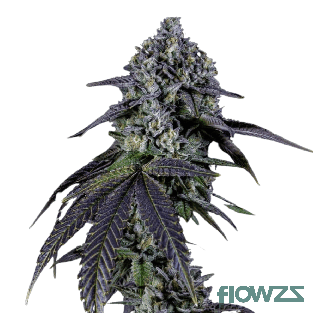 garlic-truffle-cannabis-strain