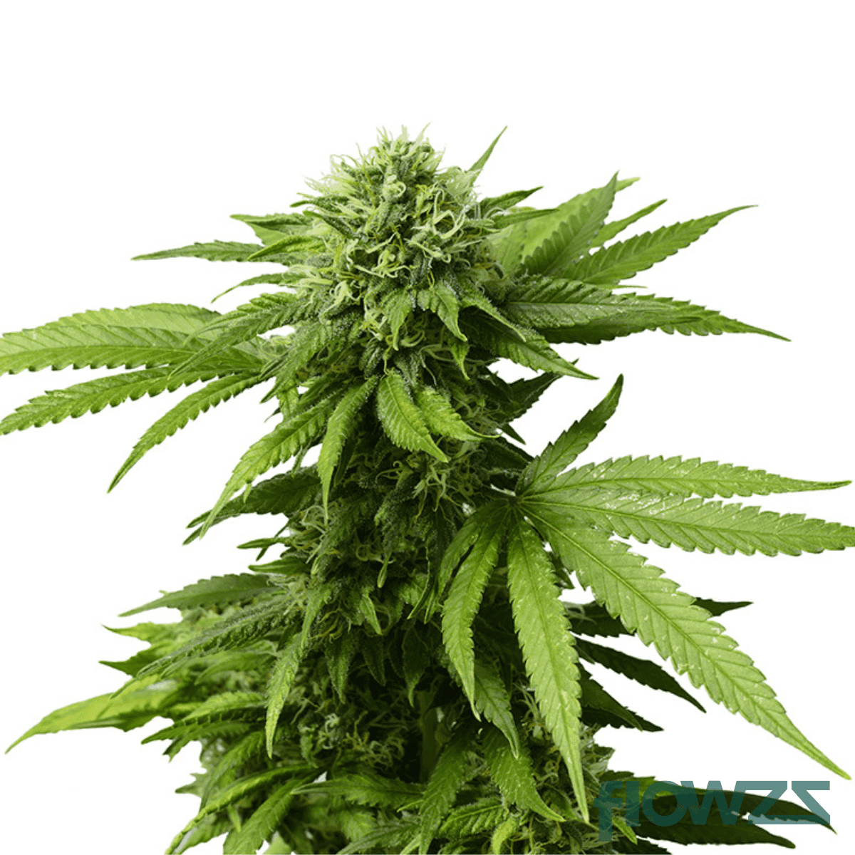 thcv12-cannabis-strain