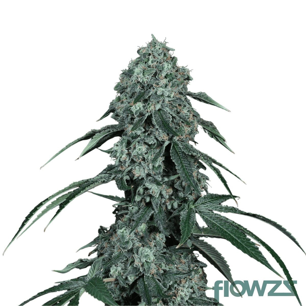 private-banana-cannabis-strain