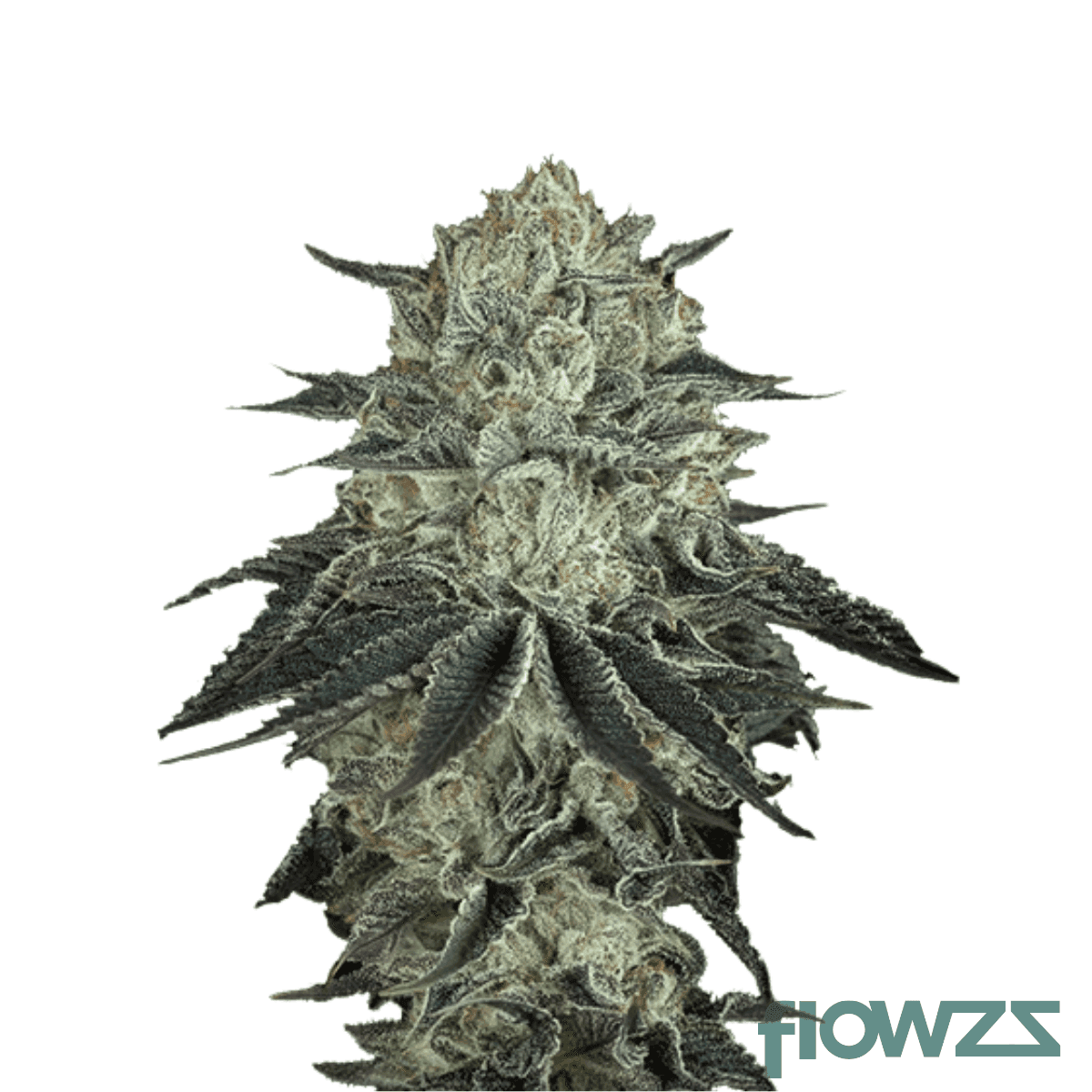 fullgas-cannabis-strain