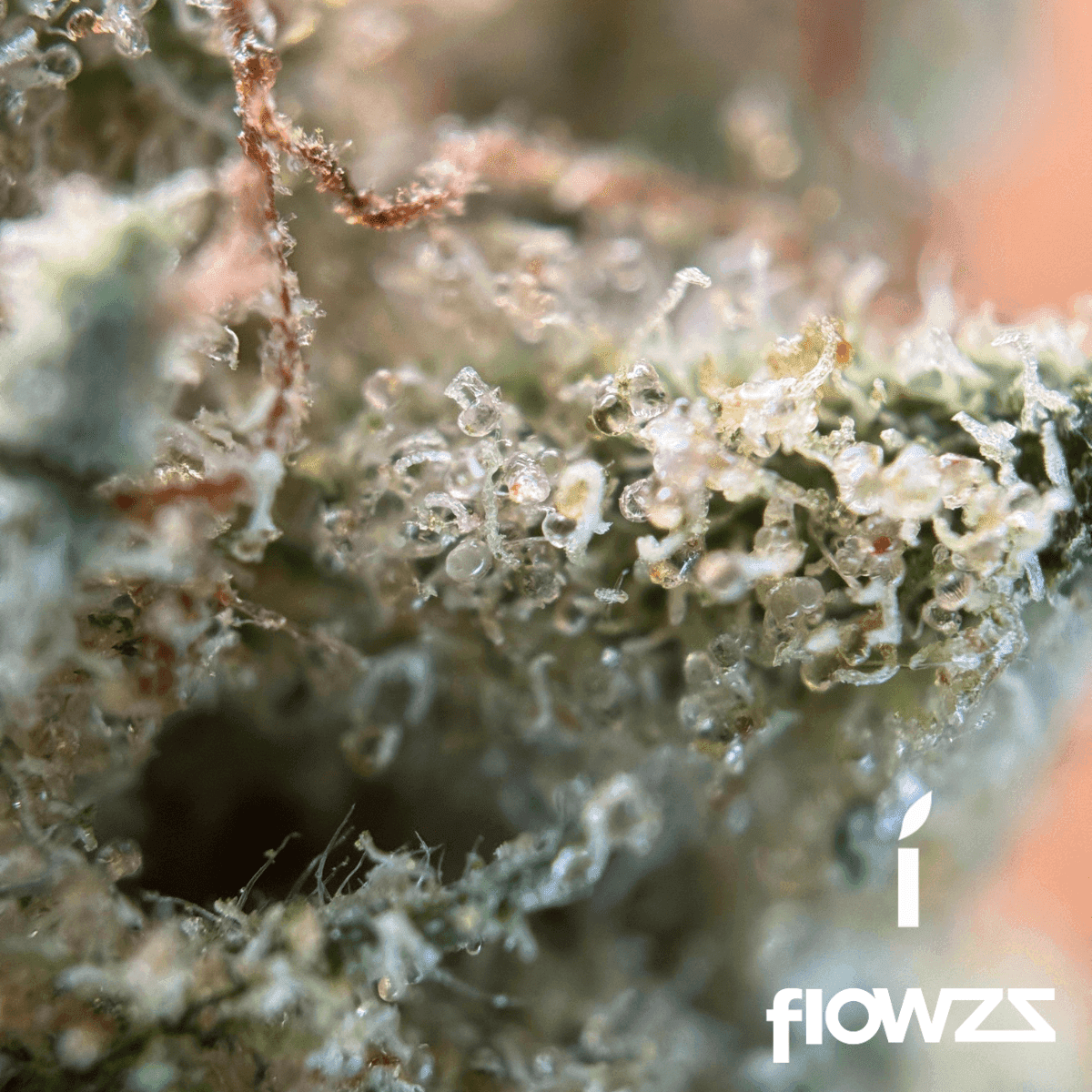 remexian-25-1-bdp-big-purple-dragon