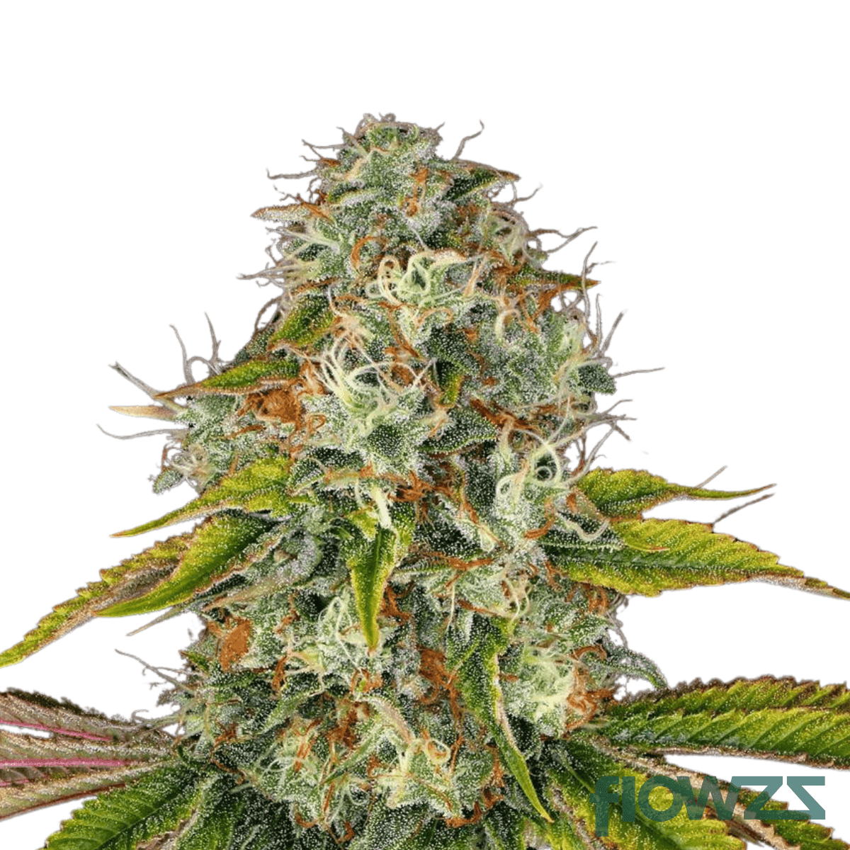 chemango-kush-cannabis-strain