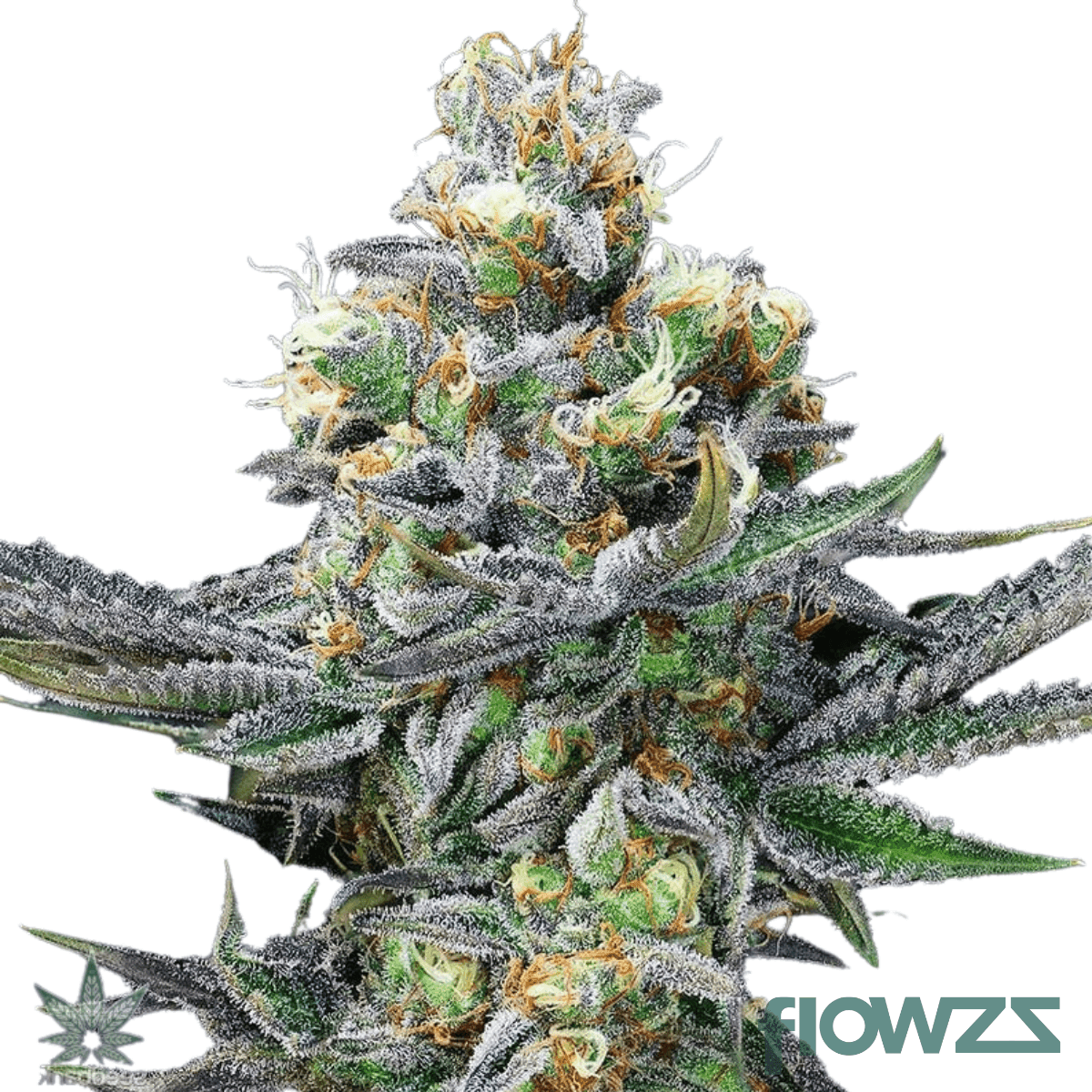 cement-shoes-cannabis-strain