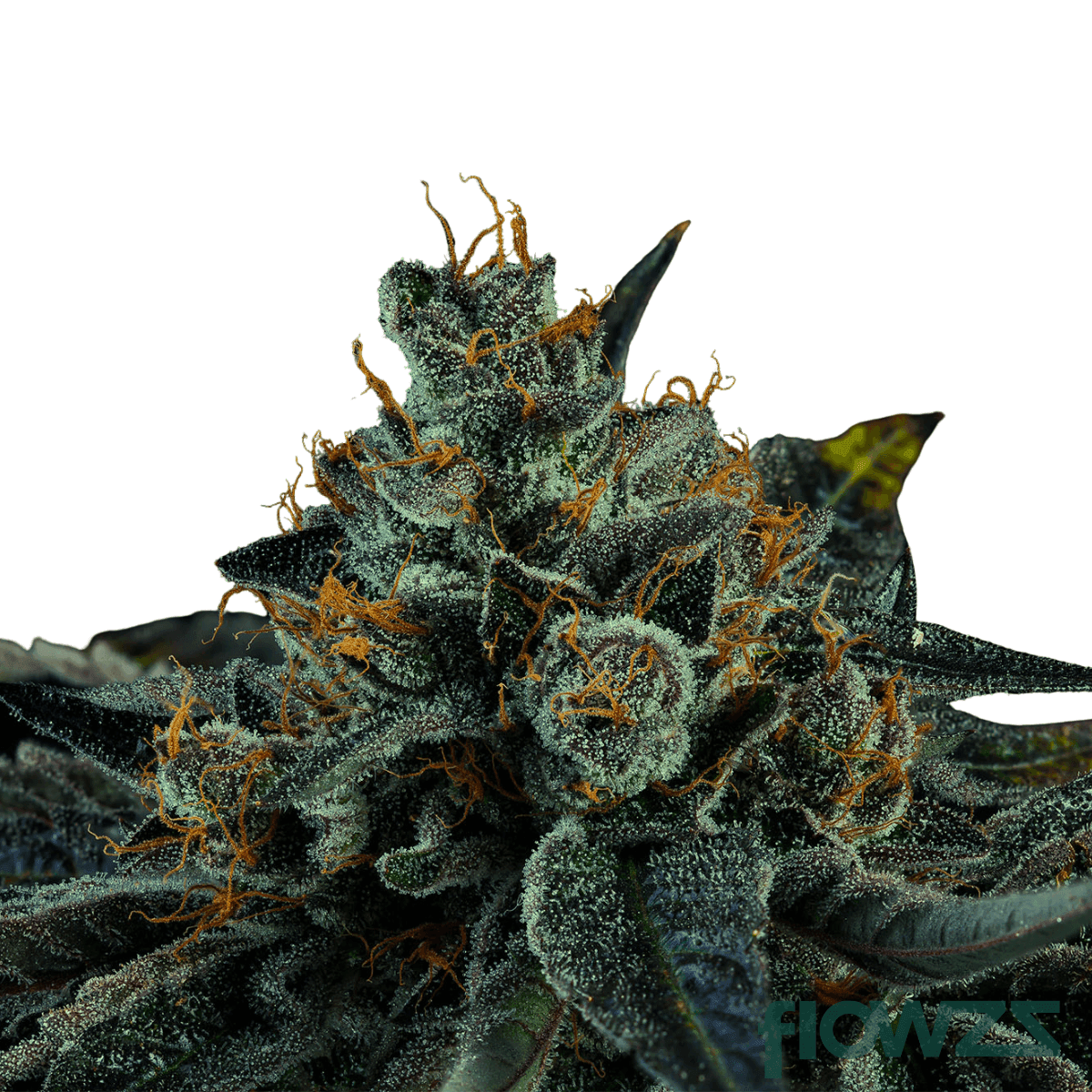 Ice-Cream-Wizard-cannabis-strain