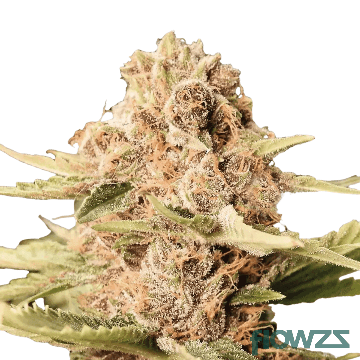 Libras-cannabis-strain