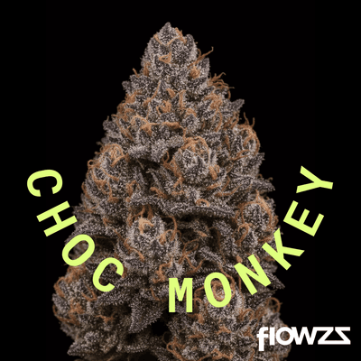APEX CHY CA 25/1 Choc Monkey 
