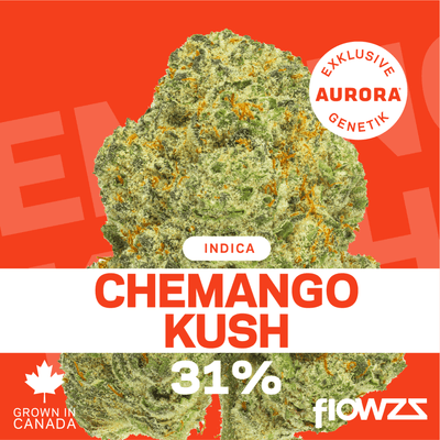 Pedanios 31/1 CMK-CA Chemango Kush