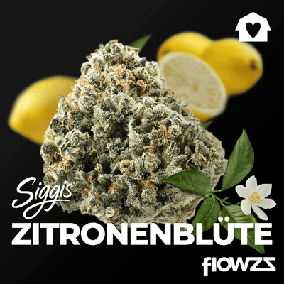 siggis-zbtl-28-01-siggis-zitronenbluete