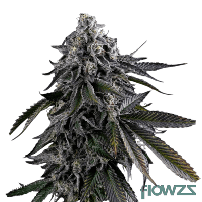 hindu-kush-zkittlez