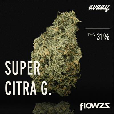 avaay 31/1 SCG Super Citra G