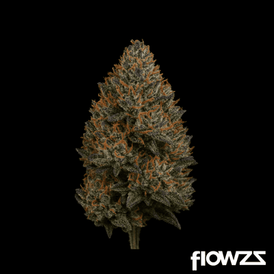 APEX KHZ PT Karels Haze