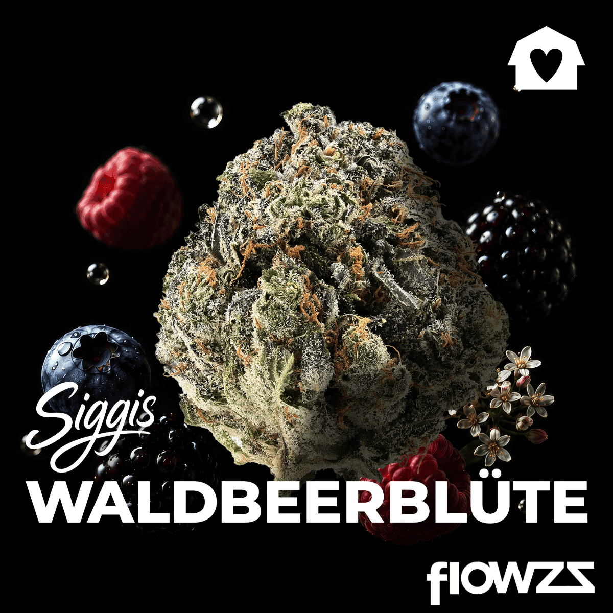 Siggis WBLT 22:01 Siggis Waldbeerblüte